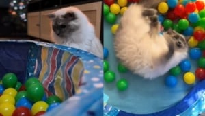 Illustration : "Grâce à leur piscine à balles, ces 2 Ragdolls adultes retrouvent instantanément leur âme de chaton (vidéo)"