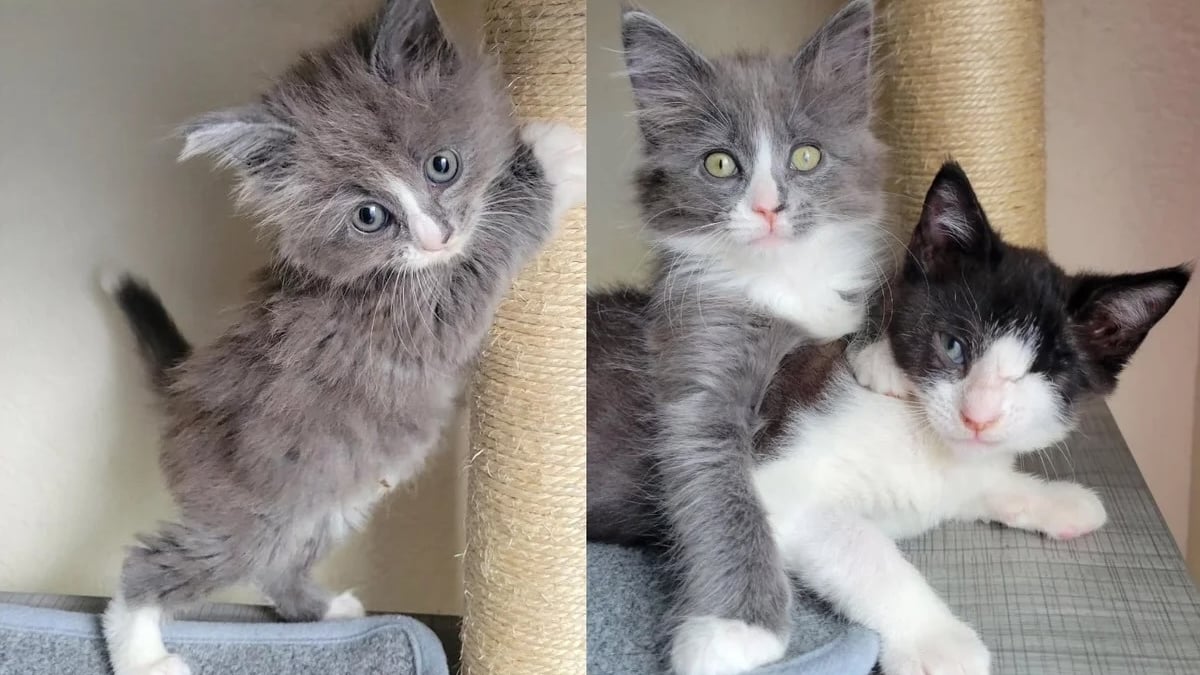 Illustration : "Malgré son errance, la maladie et la perte de son œil, ce chaton reste joyeux et s’amuse désormais avec sa nouvelle amie en famille d’accueil (vidéo)"