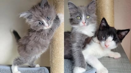 Illustration : Malgré son errance, la maladie et la perte de son œil, ce chaton reste joyeux et s’amuse désormais avec sa nouvelle amie en famille d’accueil (vidéo)
