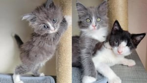 Illustration : Malgré son errance, la maladie et la perte de son œil, ce chaton reste joyeux et s’amuse désormais avec sa nouvelle amie en famille d’accueil (vidéo)