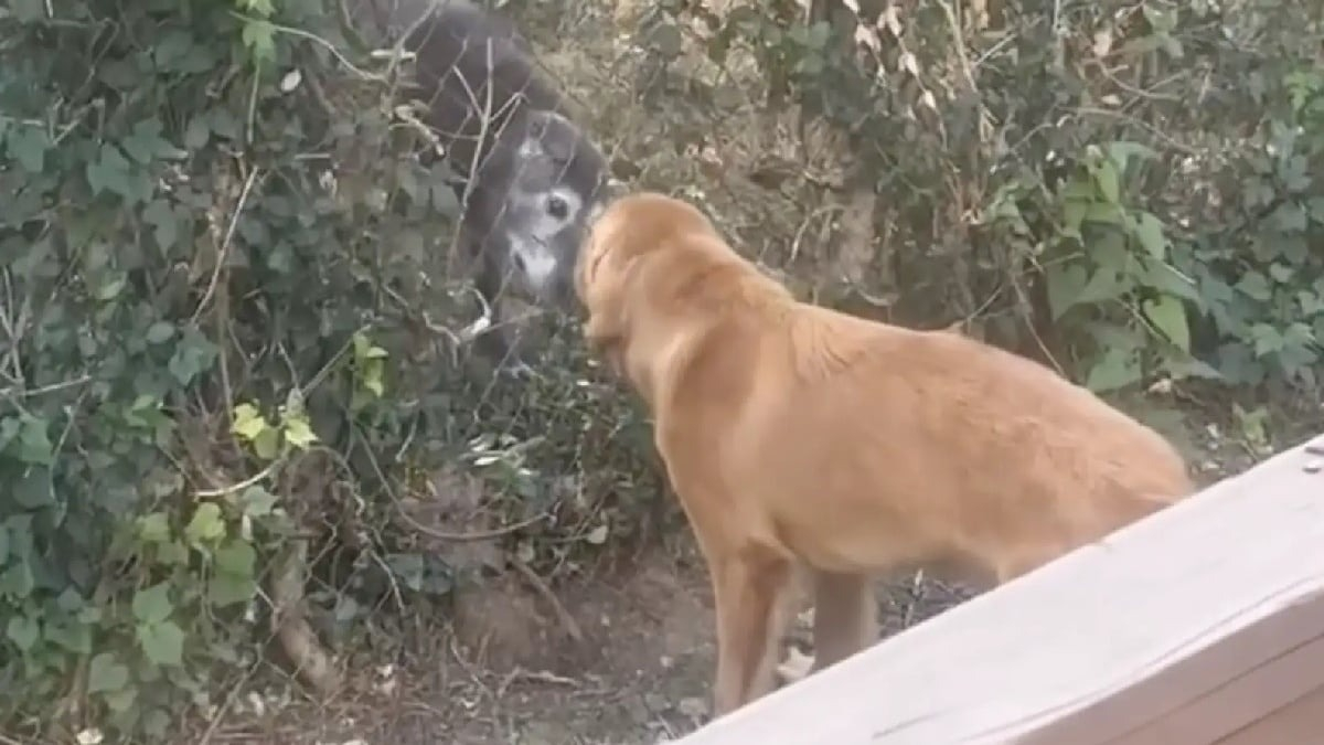 Illustration : "Bien décidé à devenir ami avec son nouveau voisin, ce Golden Retriever organise des rencontres quotidiennes à travers une clôture (vidéo)"