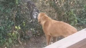 Illustration : "Bien décidé à devenir ami avec son nouveau voisin, ce Golden Retriever organise des rencontres quotidiennes à travers une clôture (vidéo)"