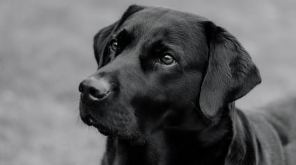 Illustration : Refusé dans un restaurant à cause de son chien guide, un homme malvoyant porte plainte pour discrimination