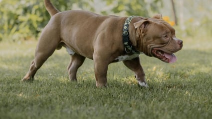 Illustration : Un homme abandonne son chien Pitbull sous 30°C et laisse un mot consternant sur une pancarte à côté de lui