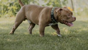 Illustration : Un homme abandonne son chien Pitbull sous 30°C et laisse un mot consternant sur une pancarte à côté de lui