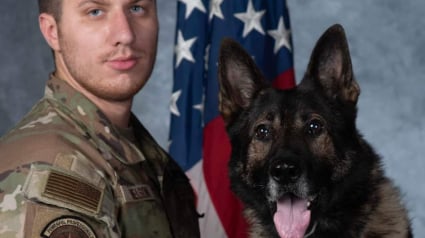 Illustration : Après 8 années de missions périlleuses, ce chien militaire retrouve son maître pour une retraite pleine d’amour