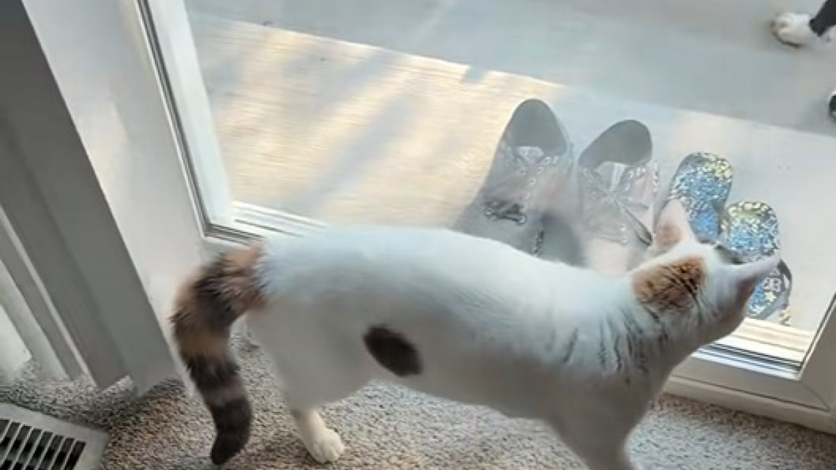 Illustration : "Sauvée de la rue, cette chatte défend son nouveau jardin comme s'il s'agissait de son royaume (vidéo) "