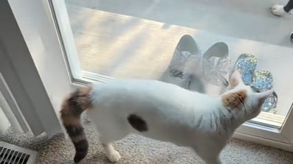 Illustration : Sauvée de la rue, cette chatte défend son nouveau jardin comme s'il s'agissait de son royaume (vidéo) 