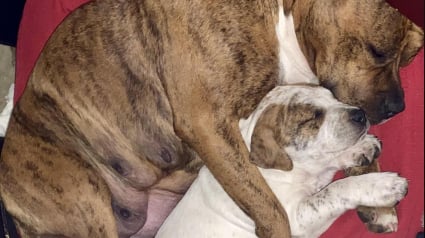 Illustration : Blessée et errante, cette chienne parvient à garder ses 2 petits en bonne santé avant d’être sauvée 