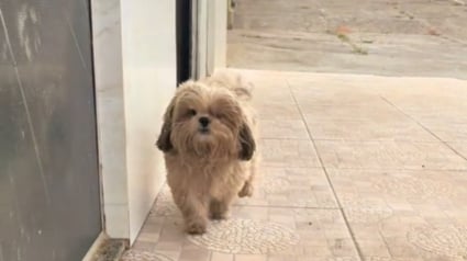 Illustration : Ce chien accro au toilettage connaît désormais par coeur le chemin du bonheur à 2 rues de chez lui (vidéo)