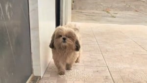 Illustration : "Ce chien accro au toilettage connaît désormais par coeur le chemin du bonheur à 2 rues de chez lui (vidéo)"