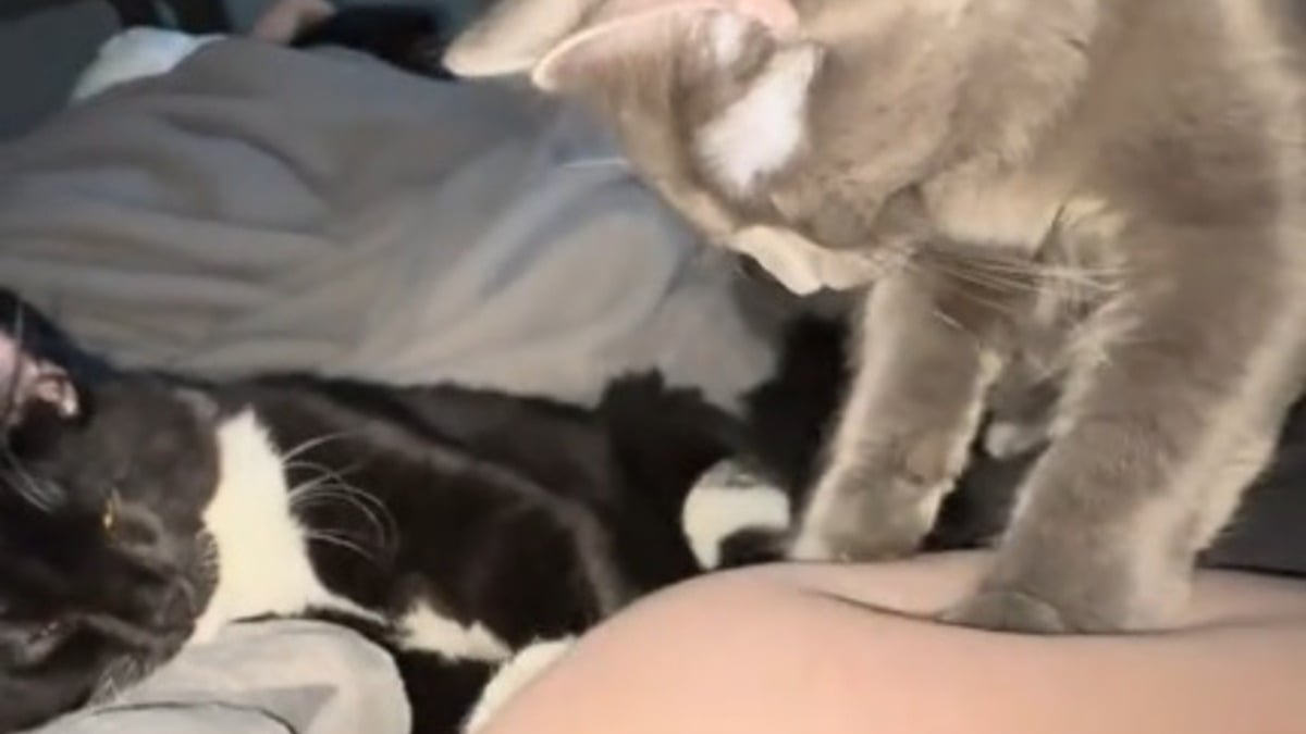 Illustration : "Ces chats massent le ventre de leur maîtresse enceinte, le bébé leur répond par des coups (vidéo)"