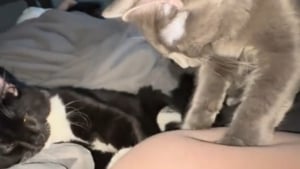 Illustration : "Ces chats massent le ventre de leur maîtresse enceinte, le bébé leur répond par des coups (vidéo)"