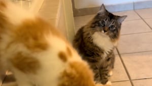 Illustration : "Ce matou au comportement apathique reprend vie lorsque ses maîtres adoptent un chaton (vidéo)"