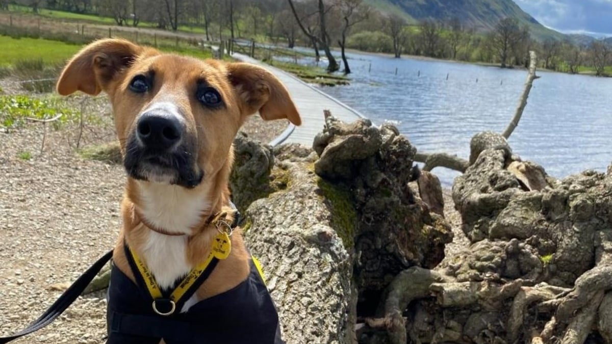 Illustration : "Un chiot errant qui ne connaît rien de la vie apprend le calme et le respect grâce à la randonnée, puis trouve enfin sa famille pour la vie"