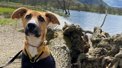 Illustration : Un chiot errant qui ne connaît rien de la vie apprend le calme et le respect grâce à la randonnée, puis trouve enfin sa famille pour la vie