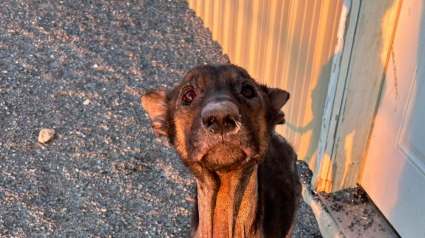 Illustration : Abandonn&eacute;e dans un garage glacial, cette chienne &eacute;puis&eacute;e voit son destin changer lorsque des sauveteurs franchissent la porte (vid&eacute;o)