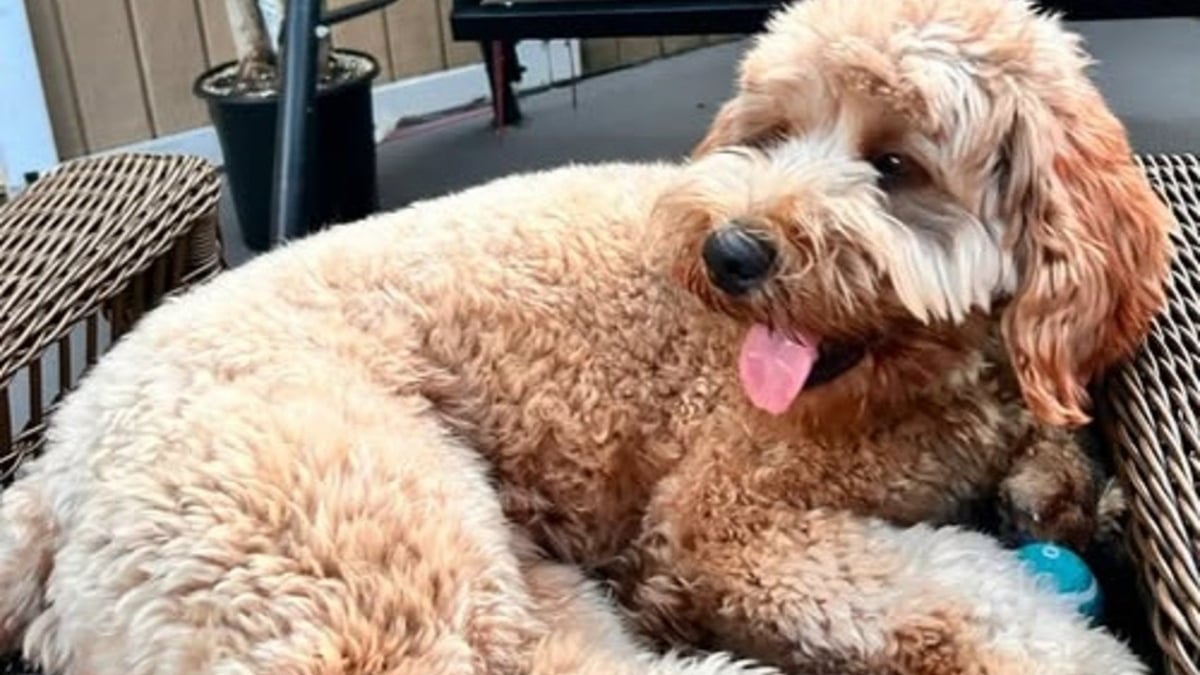 Illustration : "Un chien en fugue retrouve sa famille après avoir été enlevé par une personne s'étant fait passer pour sa propriétaire et l'ayant maquillé"