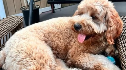 Illustration : Un chien en fugue retrouve sa famille après avoir été enlevé par une personne s'étant fait passer pour sa propriétaire et l'ayant maquillé