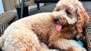 Illustration : "Un chien en fugue retrouve sa famille après avoir été enlevé par une personne s'étant fait passer pour sa propriétaire et l'ayant maquillé"