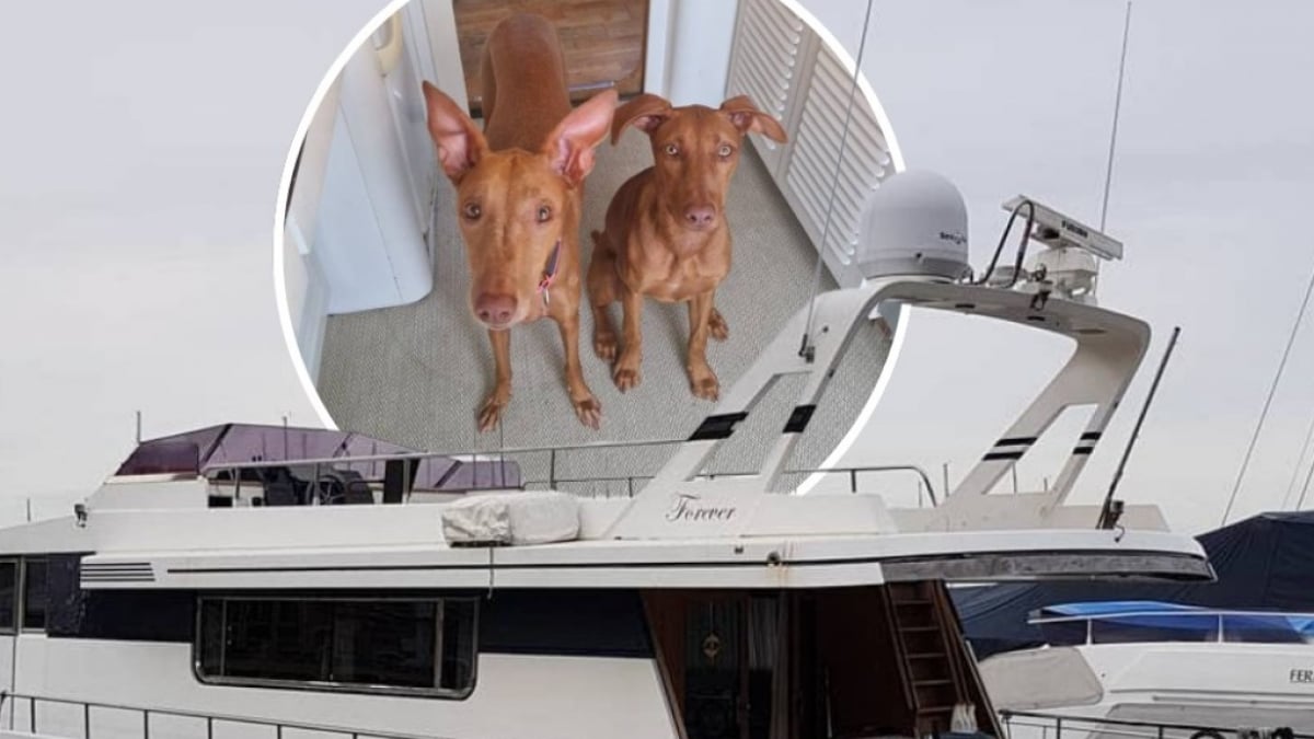 Illustration : "Une femme met à disposition son yacht à celui qui sera choisi pour garder ses 2 chiens "