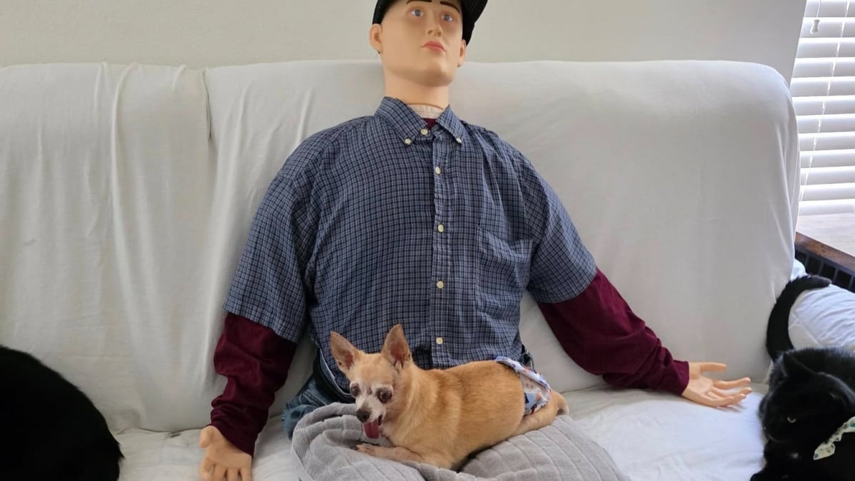Illustration : "« Il voulait toujours être sur mes genoux », une maîtresse décide d'acheter un mannequin pour combler en affection son Chihuahua très demandeur (vidéo)"