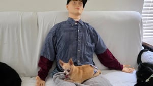Illustration : « Il voulait toujours être sur mes genoux », une maîtresse décide d'acheter un mannequin pour combler en affection son Chihuahua très demandeur (vidéo)