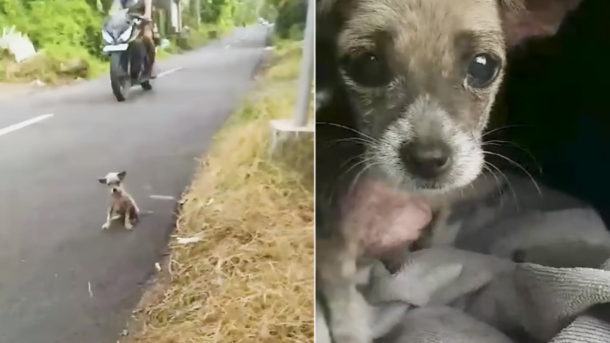 Illustration : "Seule et tremblante au bord d’une route, cette petite chienne ignorait que sa vie allait changer grâce à une bénévole"