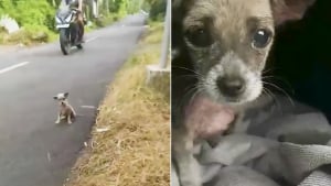 Illustration : "Seule et tremblante au bord d’une route, cette petite chienne ignorait que sa vie allait changer grâce à une bénévole"