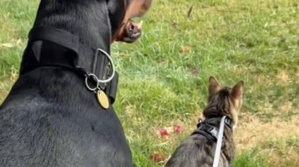 Illustration : Ce chat n’a peur de rien, surtout pas des chiens voisins qui aboient sur son Dobermann (vidéo)