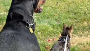 Illustration : "Ce chat n’a peur de rien, surtout pas des chiens voisins qui aboient sur son Dobermann (vidéo)"