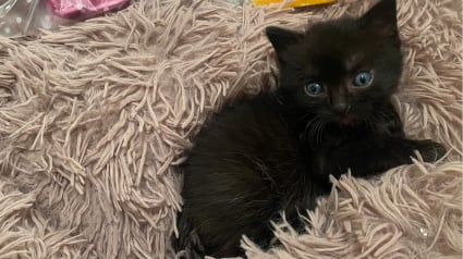 Illustration : Abandonné par sa mère, ce chaton retrouve finalement 2 nouvelles mamans, une féline et une humaine (vidéo)