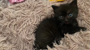 Illustration : Abandonné par sa mère, ce chaton retrouve finalement 2 nouvelles mamans, une féline et une humaine (vidéo)