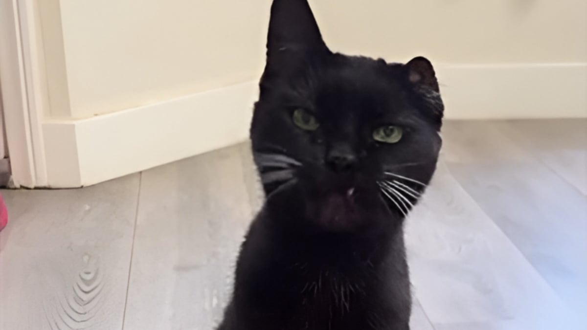 Illustration : "Elle crée une peluche tendance avec les poils de son chat et le résultat fait sensation (vidéo)"
