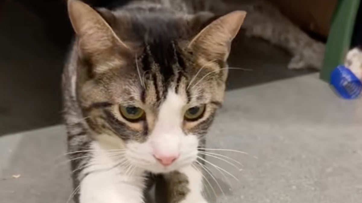Illustration : "Un adorable chat ramené au refuge car ses propriétaires estiment qu’il est trop agité la nuit (vidéo)"