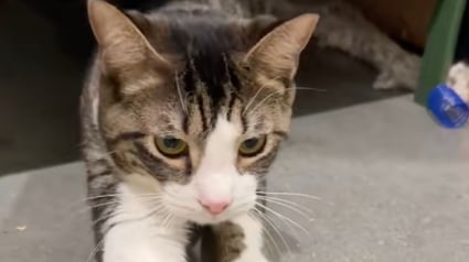 Illustration : Un adorable chat ramené au refuge car ses propriétaires estiment qu’il est trop agité la nuit (vidéo)