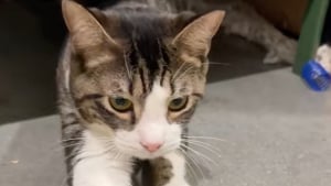 Illustration : "Un adorable chat ramené au refuge car ses propriétaires estiment qu’il est trop agité la nuit (vidéo)"
