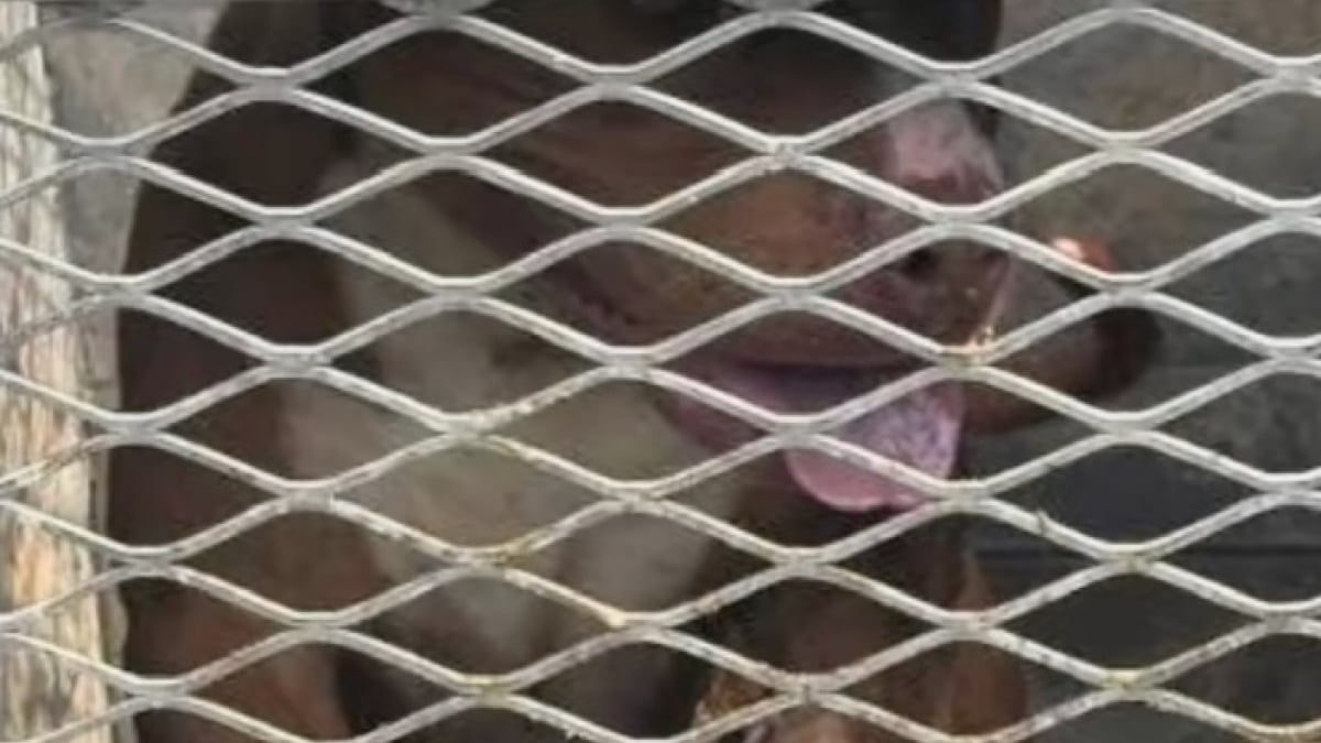 Illustration : "Prisonnier d’une boîte brûlante en pleine canicule, ce chien a survécu à l’indicible et connaît enfin le bonheur (vidéo)"