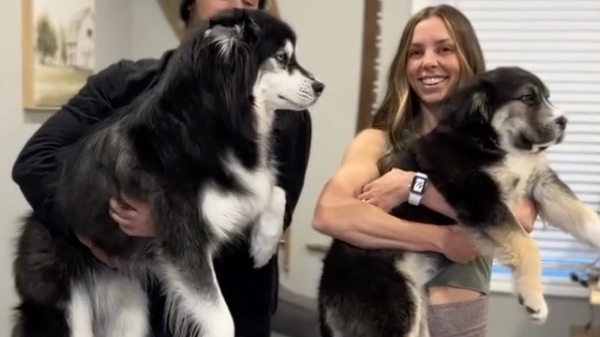 Illustration : "Seul face au silence de la maison, ce Husky accueille avec une énorme joie sa nouvelle petite sœur qu'il attendait impatiemment (vidéo)"