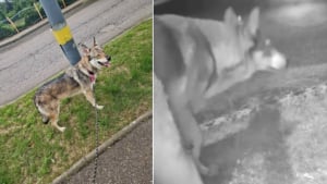 Illustration : "Un chien-loup insaisissable vit un mois de cavale avant de retrouver les siens grâce à une formidable mobilisation"