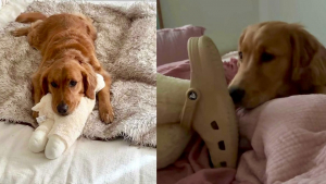 Illustration : "« Des cadeaux de toutes sortes », ces 2 Golden Retrievers ont une adorable routine matinale pour dire « je t’aime » à leurs maîtres (vidéo)"