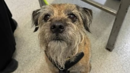 Illustration : Amené pour une simple bosse à la gencive, le vétérinaire a découvert une maladie prête à emporter ce Border Terrier