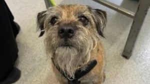 Illustration : Amené pour une simple bosse à la gencive, le vétérinaire a découvert une maladie prête à emporter ce Border Terrier