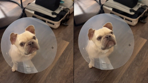 Illustration : "« Avant, il mettait 30 minutes à sentir une banane », après des années sans sentir, ce chien réagit à une odeur pour la toute première fois (vidéo)"