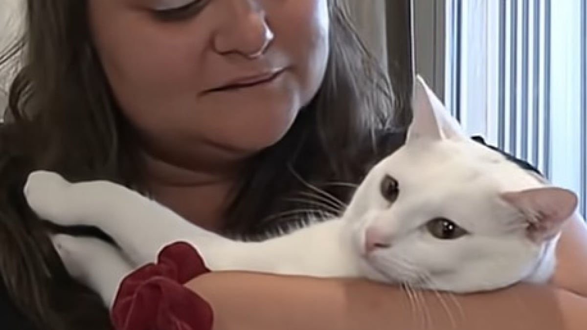 Illustration : "« Il a juste un peu miaulé », une femme dans le train reçoit une amende de 110 € après la plainte d'un voyageur contre son chat"
