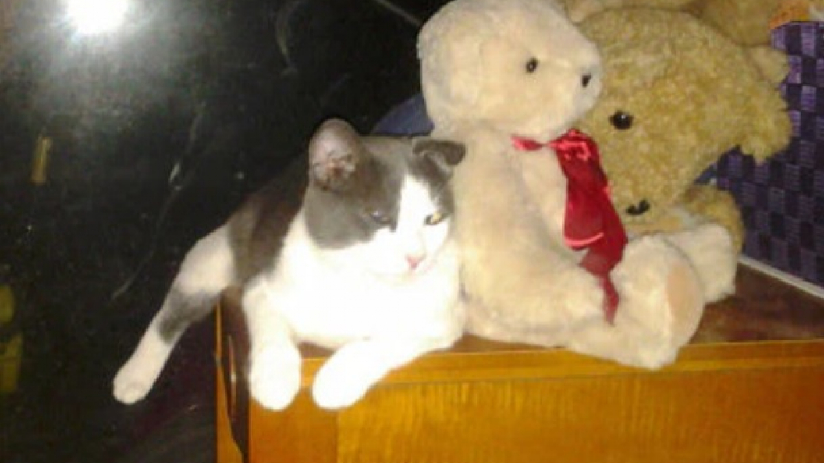 Illustration : "Un Patou fraîchement adopté attire chaque jour un chat craintif, jusqu’à transformer sa nouvelle maison en foyer pour deux"
