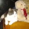 Illustration : Un Patou fraîchement adopté attire chaque jour un chat craintif, jusqu’à transformer sa nouvelle maison en foyer pour deux