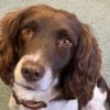 Illustration : Retraitée de la police, cette chienne sauve des vies en aidant son maître à former aux premiers secours canins