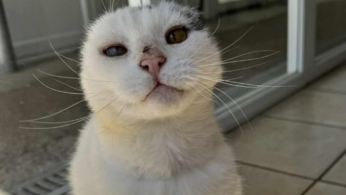 Illustration : "Abîmé par la rue et des années d'exposition au soleil, un chat de 12 ans atteint d'un cancer de la peau a été sauvé grâce à une opération"