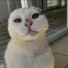 Illustration : Abîmé par la rue et des années d'exposition au soleil, un chat de 12 ans atteint d'un cancer de la peau a été sauvé grâce à une opération
